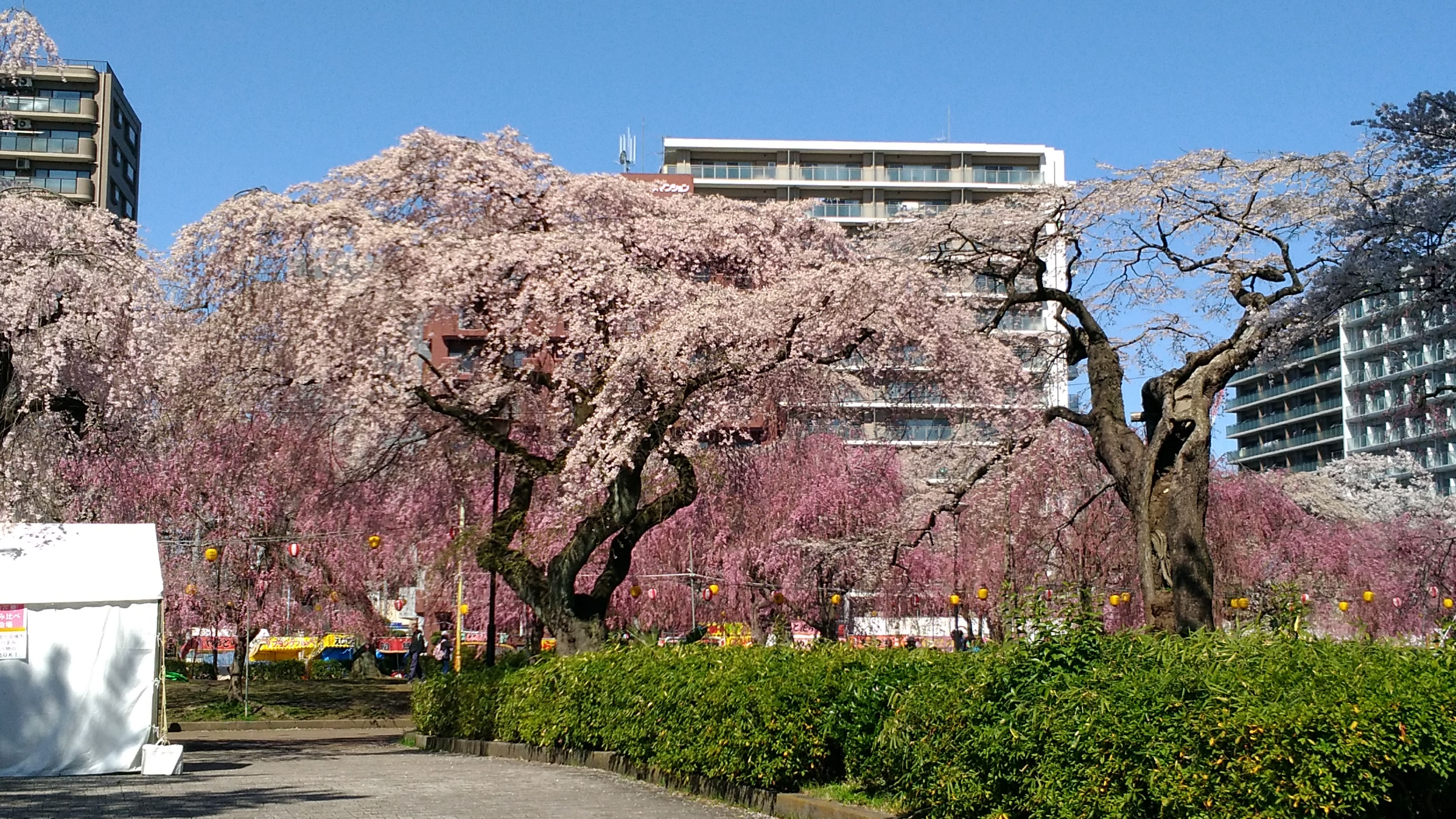 仙台の榴岡公園でのお花見レポ 開花は 場所取りやトイレはどんな 落花流水